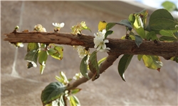 درختی که بهارش را گم کرد