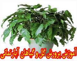 دوره آموزشی پرورش گل های آپارتمانی در منطقه 2 تهران