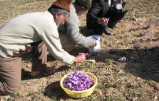 برداشت 24 كیلوگرم زعفران از مزارع شهرستان فارسان