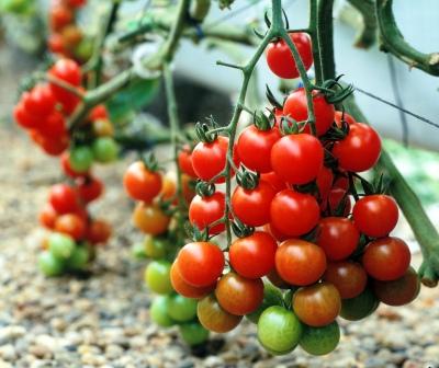 آغاز برداشت گوجه فرنگی گلخانه ای در حاجی آباد