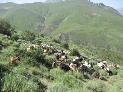 کمبود علوفه در مازندران
