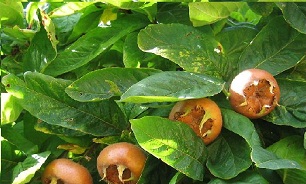 ازگیل میوه ی سه هزار ساله ی شمال ایران