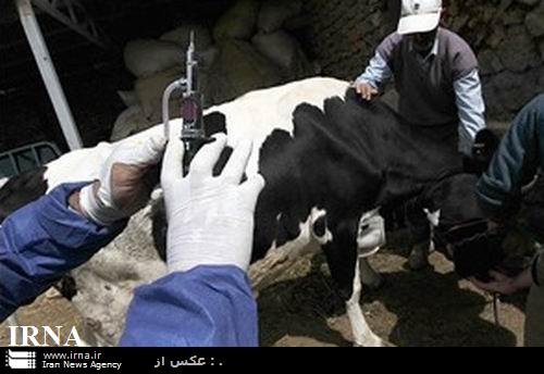 واكسیناسیون دامهای استان آذربایجان غربی علیه بیماری تب برفكی