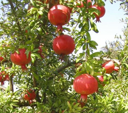 تولید 800 تن انار در باغات روستای دورک اناری استان چهارمحال و بختیاری