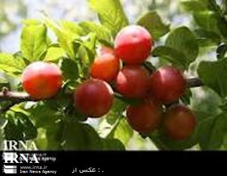 آذربایجان غربی،دارنده مقام نخست كشوردرتولید سیب و انگور