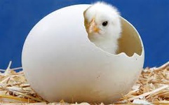 اردبیل قطب تولید جوجه یک روزه کشور است