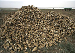 برداشت بیش از 20 هزار تن چغندر قند در استان چهارمحال و بختیاری