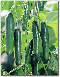 تولید خیار گلخانه ای در بیش از 110 واحد گلخانه ای در آذربایجان شرقی