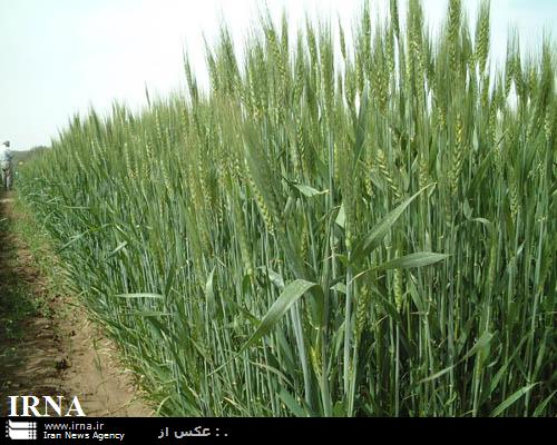 بیش از6 میلیاردريال برای اجرای طرح ملی خودكفایی گندم درآذربایجانغربی