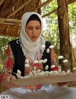 گلستان رتبه دوم کشور در تولید پیله تر کرم ابریشم