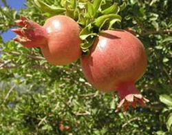 تولید هزار و 800 تن انار در باغات استان چهارمحال و بختیاری