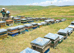 پرداخت تسهيلات به زنبورداران استان چهارمحال و بختیاری