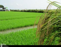 بارندگی های مناسب دیم كاران بیله سواری را خوشحال كرد