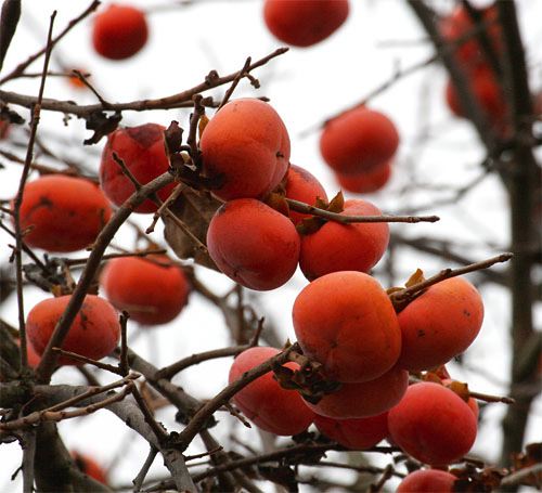 خواص تغذیه ای خرمالو