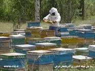 اجرای طرح توسعه زنبور عسل در شهرستان سقز
