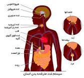 سیستم غدد درون ریز بدن