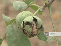 برداشت 23 هزار تن گردو در استان کردستان
