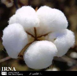 پایان برداشت طلای سفید در پارس‌آباد