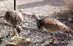 16 هوبره و مرغ جیرفتی از دست شکارچیان غیرمجاز در کهنوج رهاسازی شد
