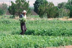 پوشش گیاهی منابع طبیعی بهترین راهكار برای جلوگیری از فرسایش خاك