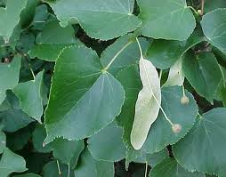 نمدار، گیاهی برای رفع بی خوابی