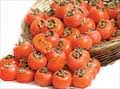 آغاز برداشت خرمالو در گیلان