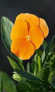 گل بنفشه
