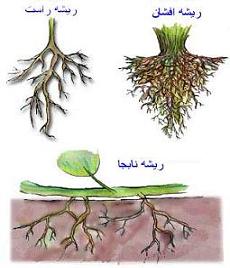 پوشش دادن پای درختان راهکاری برای کاهش تبخیر در باغ