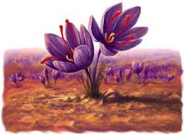 ارزش غذایی زعفران