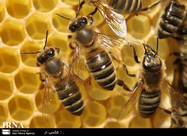 حدود چهار هزار کلنی زنبور عسل در سنندج زیر پوشش بیمه قرار گرفت