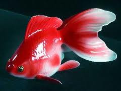 حافظه ی ماهی قرمز بیشتر از 3 ثانیه است