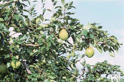تولید نهال پایه رویشی گلابی در زنجان