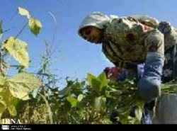 طرح جامع بیمه محصولات کشاورزی تدوین شد