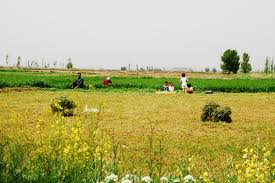 مطالعه بیش از 12 هزار هکتار اراضي خراسان رضوی آغاز شد