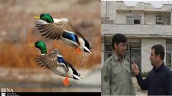 كوچ پرندگان مهاجر به تالاب های پارس آباد آغاز شد