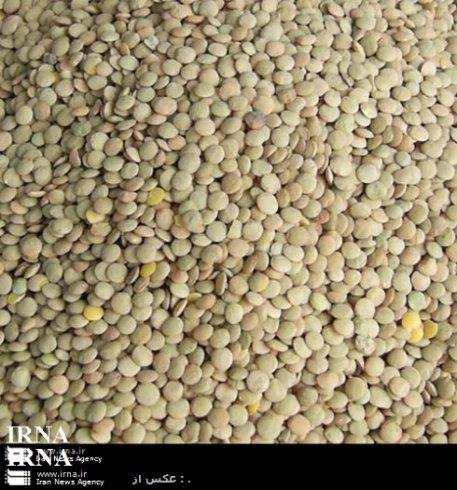 کشت حبوبات در بیش از 600 هکتار از زمینهای میاندرود
