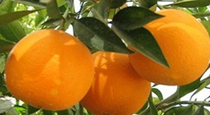 برداشت بیش از هفت هزار تن انواع مركبات از باغات قصرشیرین