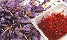 زعفران کاران بهابادی بیش از 1200 کیلوزعفران برداشت کردند