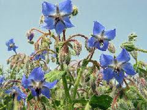 گل‌گاوزبان و خواص آن
