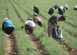 پرداخت بیش از 6 میلیارد ریال تسهیلات برای توسعه كشاورزی شهرستان اردل