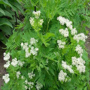 گیاهی مسکن اعصاب