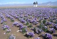 کشت زعفران برای اولین بار در کردستان