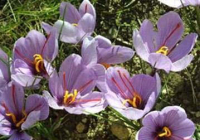 کشت زعفران برای اولین بار در سقز