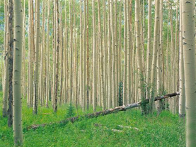 پایان طرح توسعه زراعت چوب در 90 هکتار از زمین های کشاورزی استان