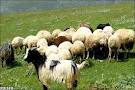 ضرورت اصلاح نژاد دام روستایی در مازندران