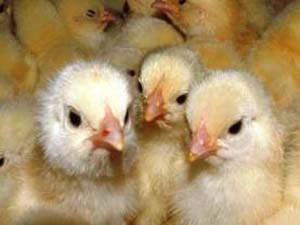 بیش از یک میلیون قطعه جوجه ریزی در مرغداریهای هرمزگان