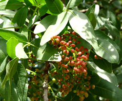 آغاز روغن گیری از پسته وحشی در استان چهارمحال و بختیاری
