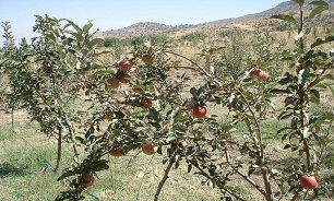 سیب دالاهو روانه بازار شد
