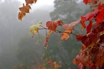 پراكندگي مناسب بارش ها در سال جاری
