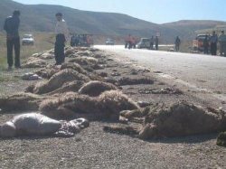 گرگ گرسنه 20 راس گوسفند را در مشگین شهر درید